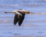 AmericanAvocet042424-1