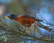 AmericanRobin122319-6