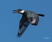 BeltedKingfisher071920-2