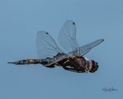 BlackSaddlebagsMaleDragonfly061321-2