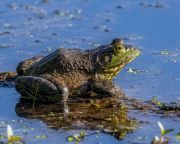 Bullfrog040821-1