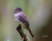 EasternWood-Pewee022124-1