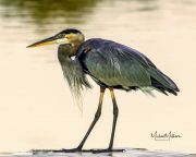 GreatBlueHeron092517-2a