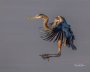 GreatBlueHeron110621-4