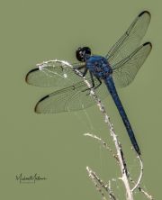 GreatBlueSkimmerDragonfly071417-1