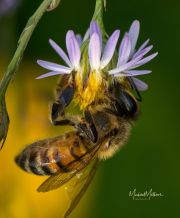 HoneybeeOnFleabane110317-4LUM
