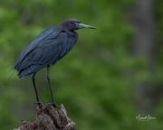 LittleBlueHeron040921-5