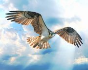 Osprey101118-PRINT-2