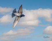 PurpleMartin050721-SKY-1