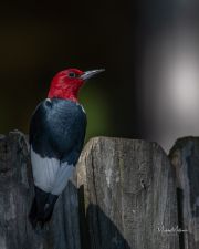 Red-headedWoodpecker042320-7