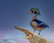 WoodDuckMale042021-3