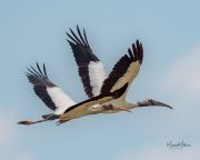 WoodStork070621-101