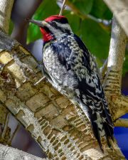 Yellow-belliedSapsucker021316e-1