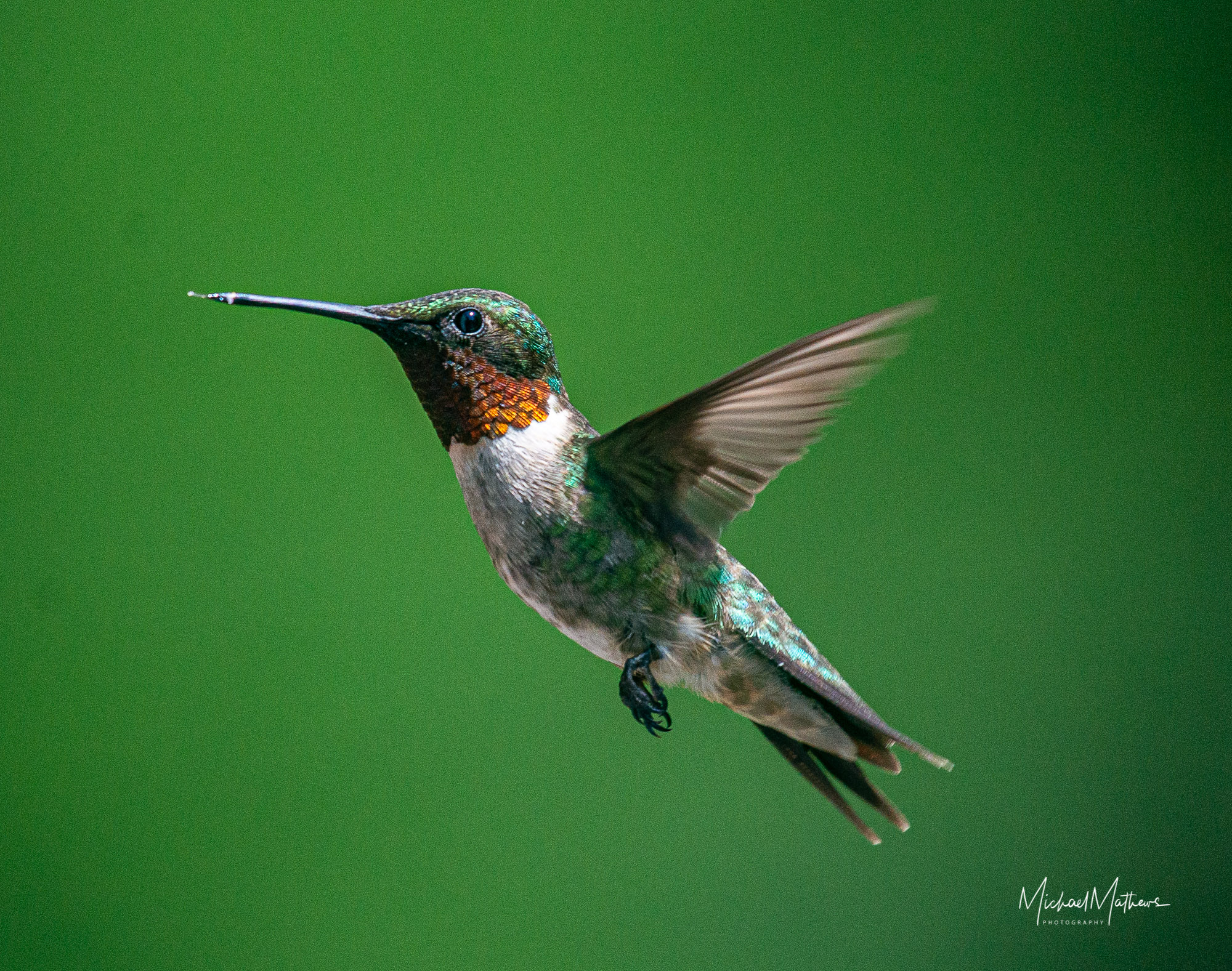 Michael Mathews Photos – East Texas Nature Photography | East Texas ...